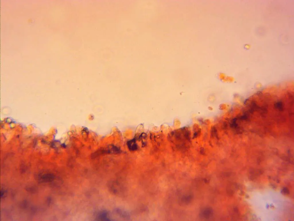 Microscopía de Leucopaxillus phaeopus - 10 - Arista laminar x 400